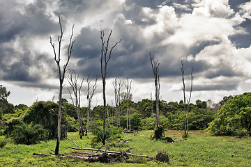 Image showing Dry Trees on Swamp