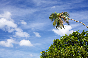 Image showing Tropic Jungle