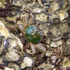 Image showing Green Crab