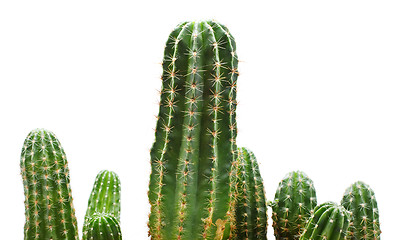 Image showing Cactus