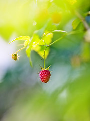 Image showing Ripe Raspberry