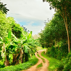 Image showing Road in Jungle