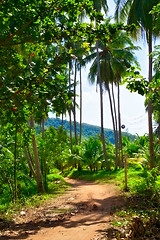 Image showing Road in Jungle