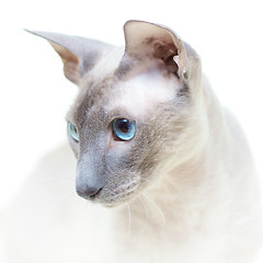 Image showing Hairless Cat