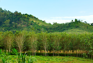 Image showing Thai Jungle