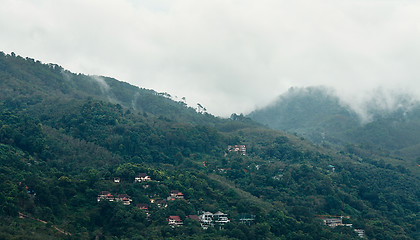 Image showing Forest Under Rain