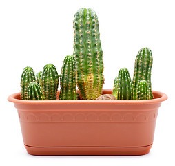 Image showing Cactus Pot