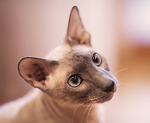 Image showing Hairless Cat