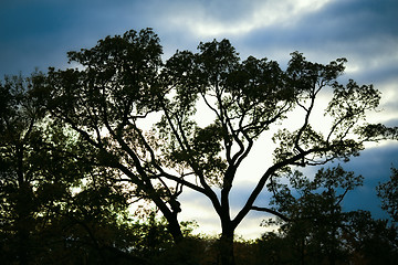 Image showing Trees Silhouette at Sunset