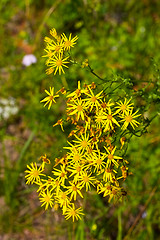 Image showing Yellow Flowers