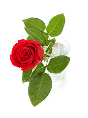 Image showing Red Rose In Glass