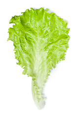 Image showing Green Lettuce