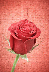 Image showing Red Rose Bud