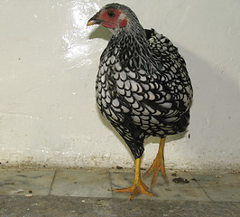 Image showing Hen