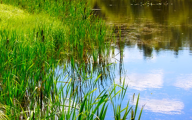 Image showing Pond And Water Plants