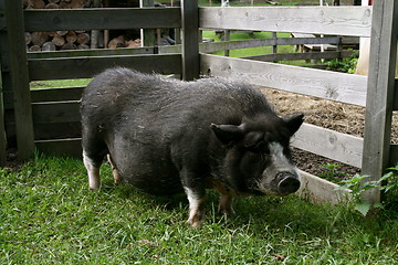 Image showing Black pig