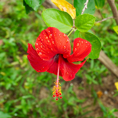 Image showing Red Hibiscus