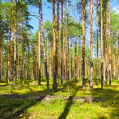 Image showing Pine Forest