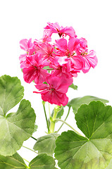 Image showing Geranium Flower