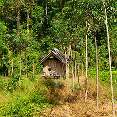 Image showing Thai Jungle