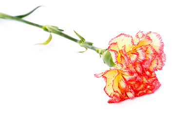 Image showing Pink and Yellow Carnation