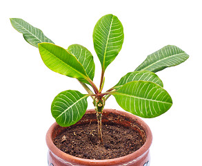 Image showing Home Plant