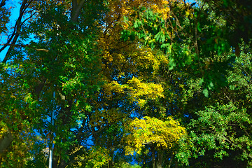 Image showing Green and Yellow Leaves