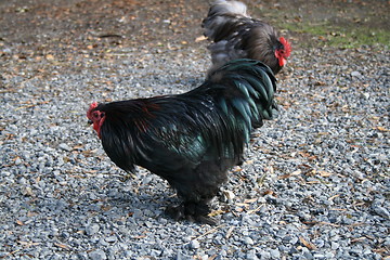 Image showing cock