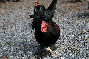 Image showing cock