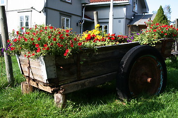 Image showing Autumnflowers