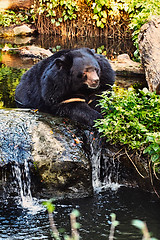 Image showing Malayan Sun Bear