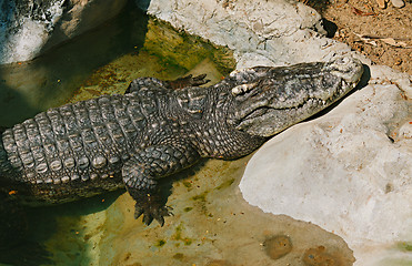 Image showing Crocodile