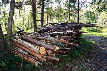 Image showing Wooden in the forest