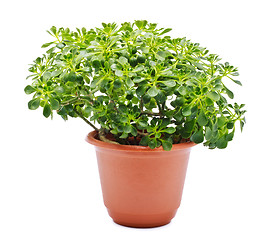 Image showing Home Plant