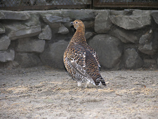 Image showing Grey-hen