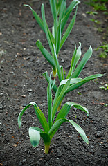 Image showing Garlic Bed