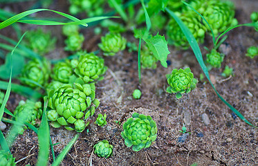 Image showing Sprouts