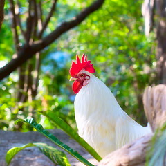 Image showing White Rooster