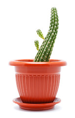 Image showing Cactus Pot