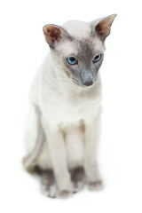 Image showing Hairless Cat