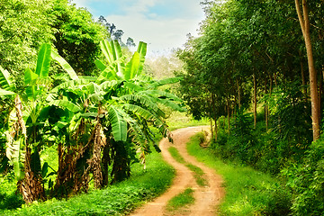 Image showing Road in Jungle