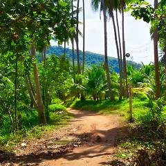 Image showing Road in Jungle