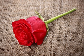 Image showing Red Rose