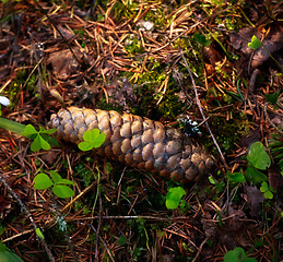 Image showing Fir Cone