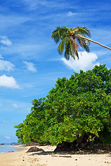 Image showing Tropic Beach