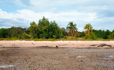 Image showing Mangrove Shelf