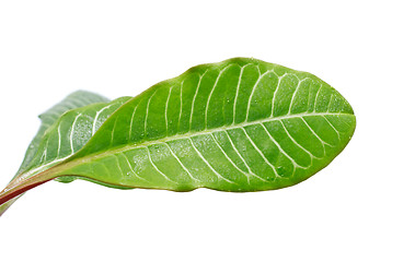 Image showing Green Leaves