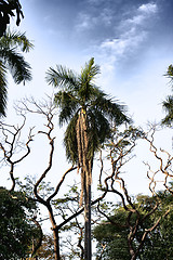 Image showing Tropic Jungle