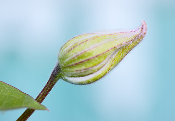 Image showing Green Flower Bud