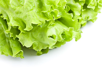 Image showing Green Lettuce